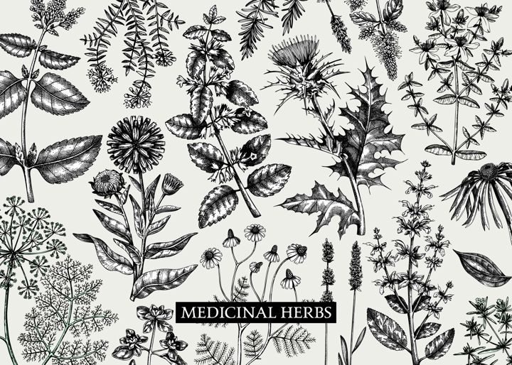 Vintage herbs background. Aromatic plants, medicinal flowers, perfume and cosmetic products, herbal tea ingredients in sketch style. Vector banner design, print, label